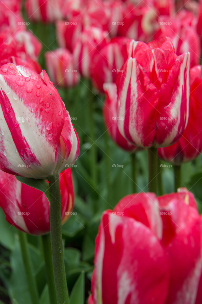 Tulips and water droplets 