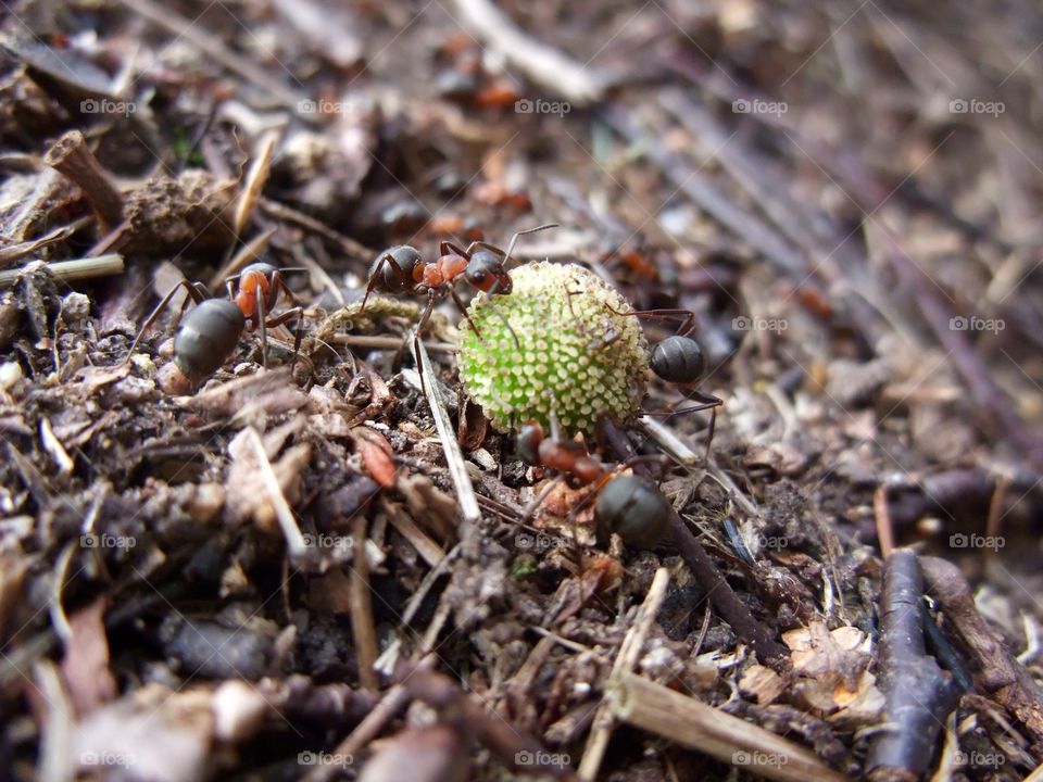 There is an ant hill close to my house.  The weather has been nice so the ants have been very busy and active. I noticed that many ants makes an interesting sound.