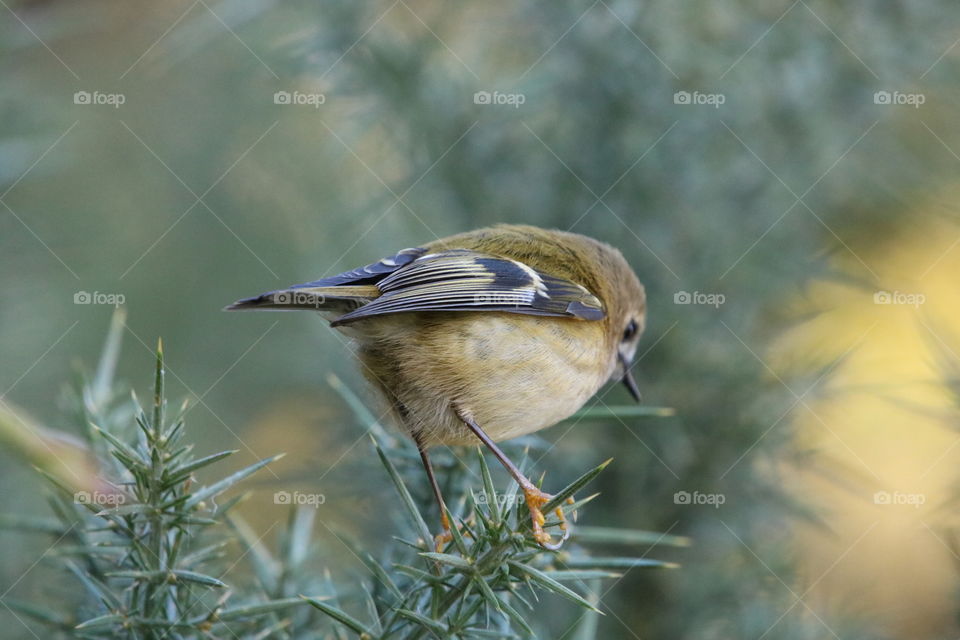 Goldcrest 