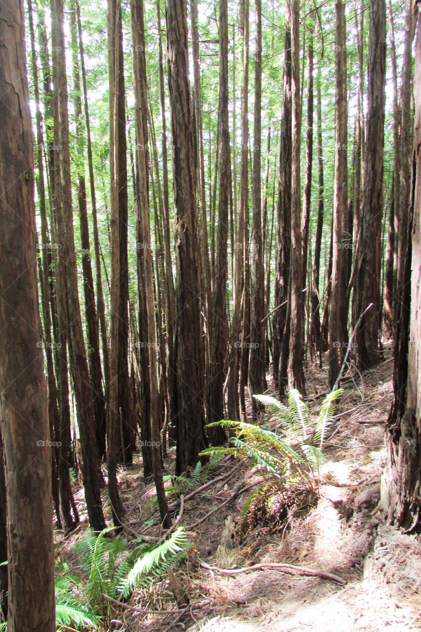 So many California trees! In the Bay Area 