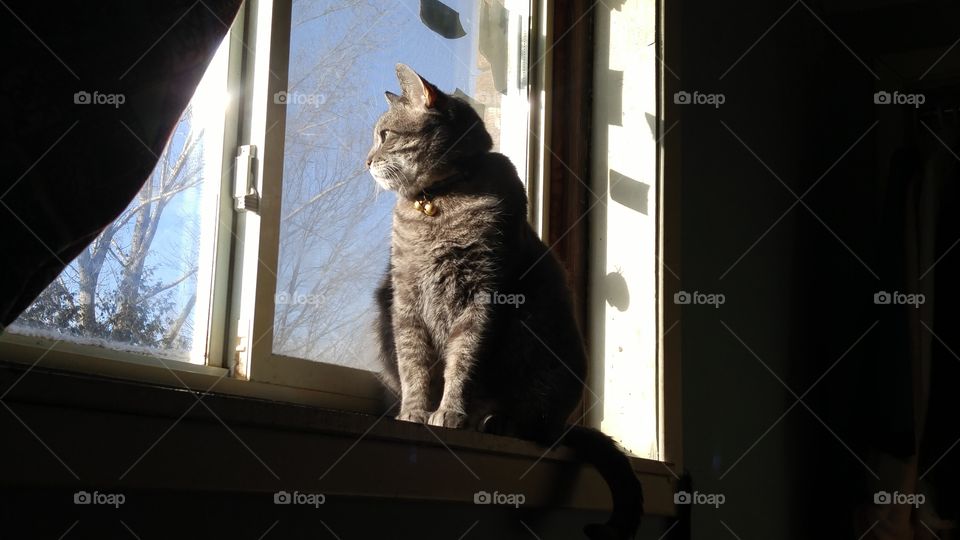 Cat, Window, Portrait, One, Mammal