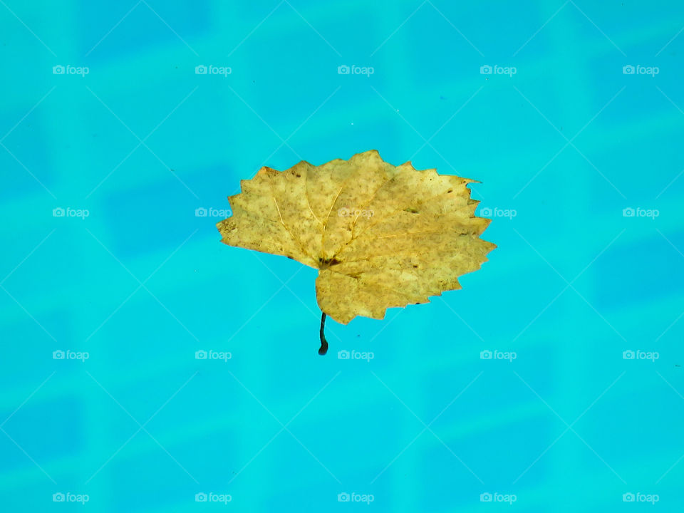 Leaf floating