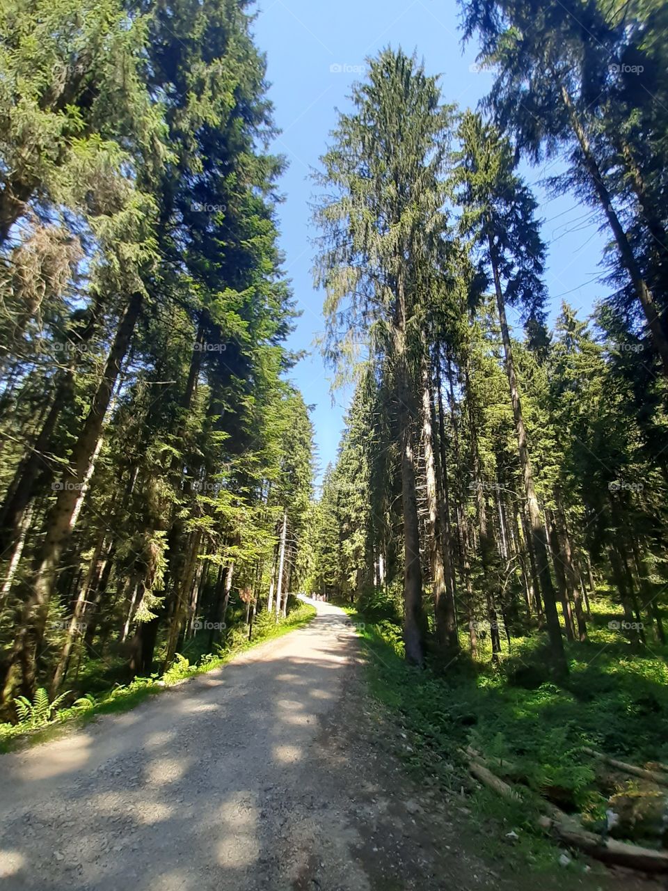 a wood at Summer with high pines