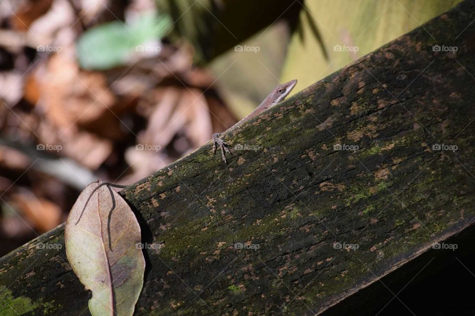 lizard on a wooden walkway