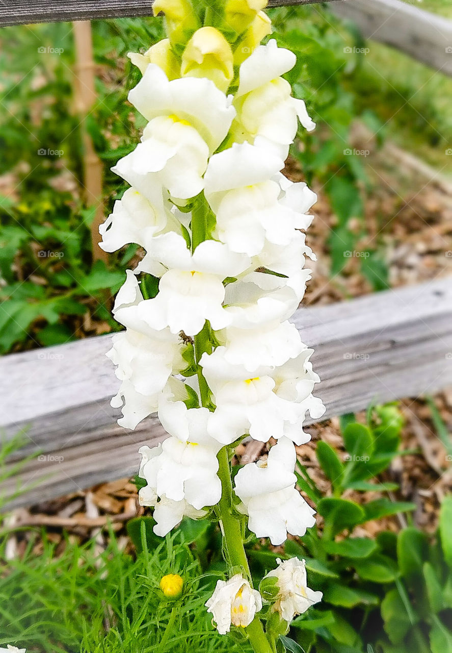 Snapdragon