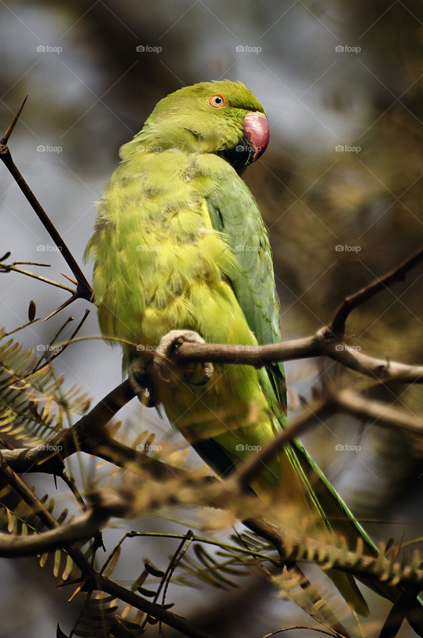 green nature tree bird by yahavesh