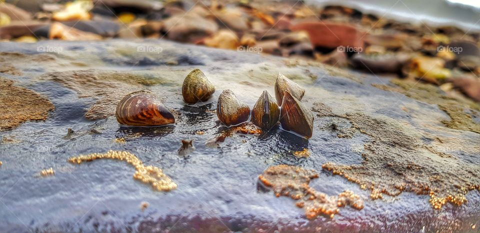 Rheinstrand Germany Koblenz