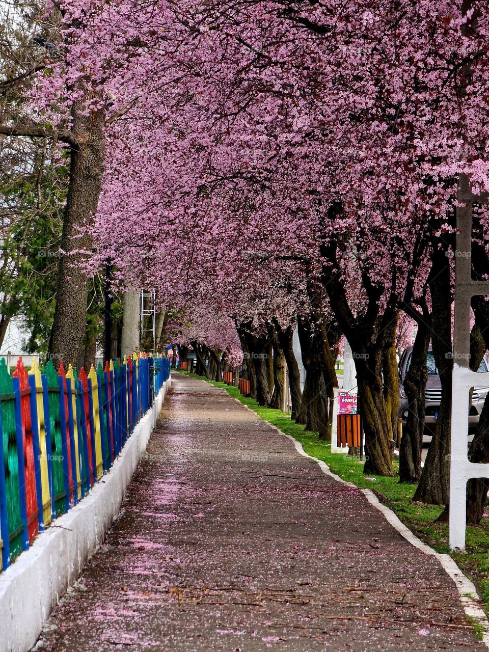 Japanese cherry blossoms in spring