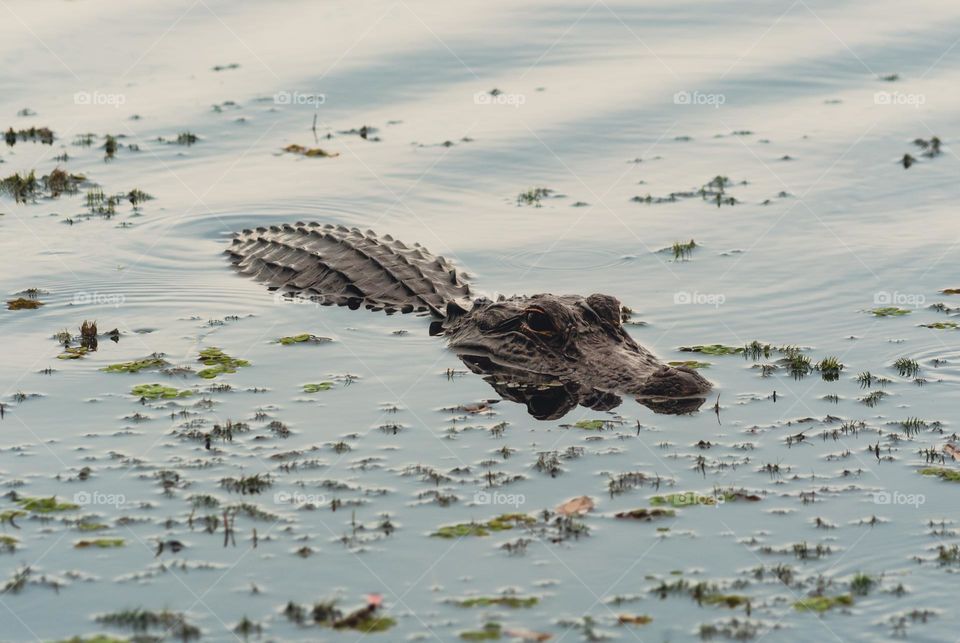small alligator at the surface of the water swimming through floating leaves
