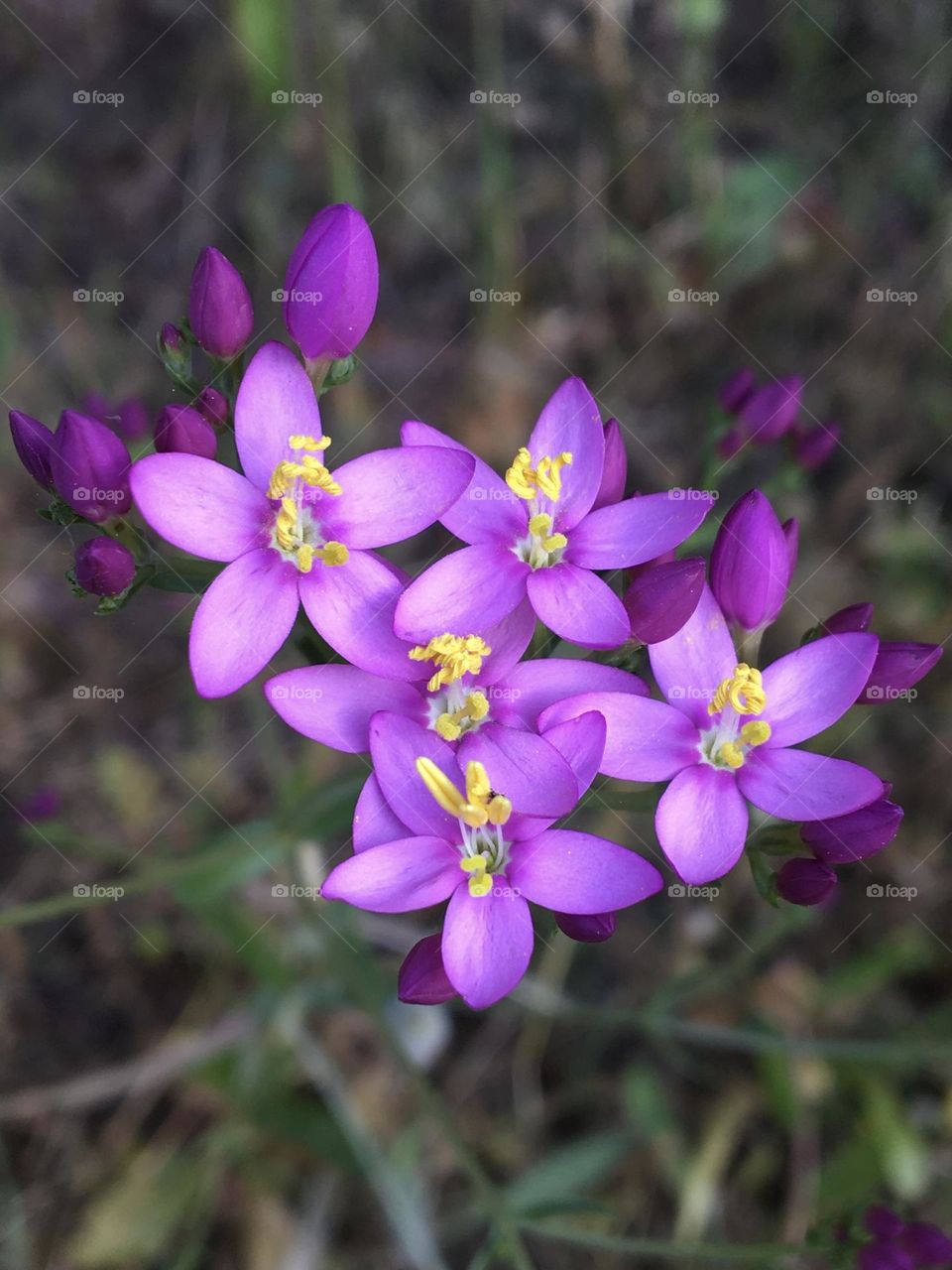 Tiny flowers in pastel colors 