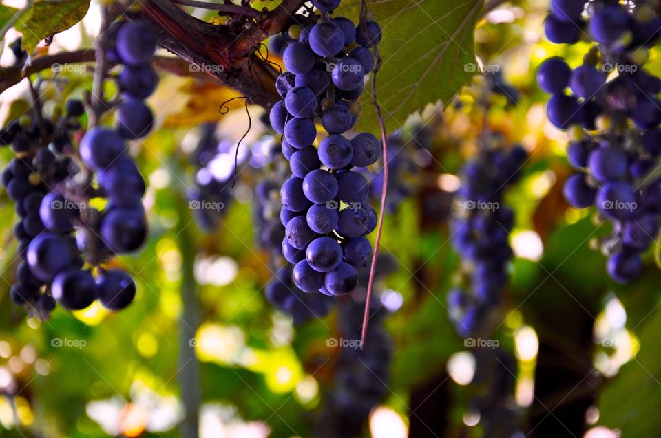 Bunch of grapes in vineyard