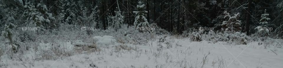 snow covered woods