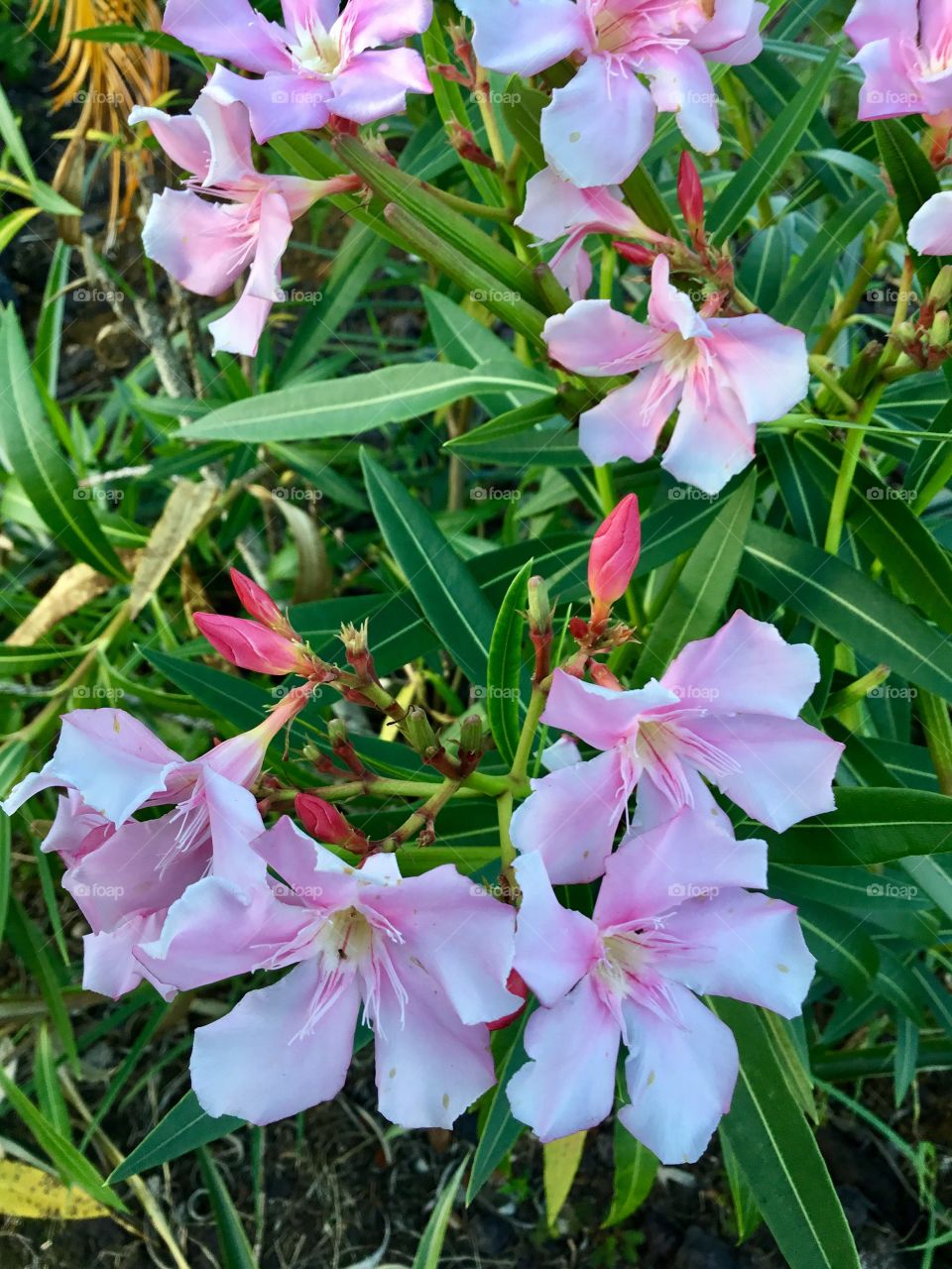 Hawaiian flora