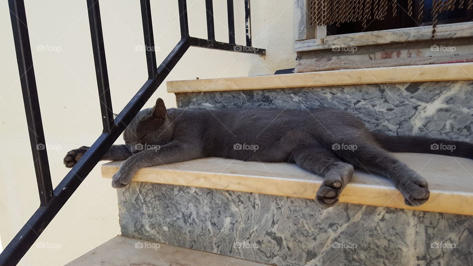 gray Cat napping