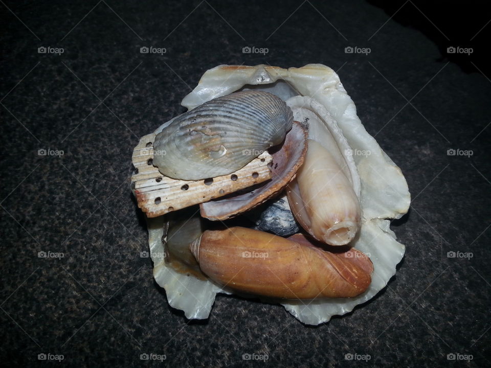 Shellfish, Food, Fish, Shell, No Person