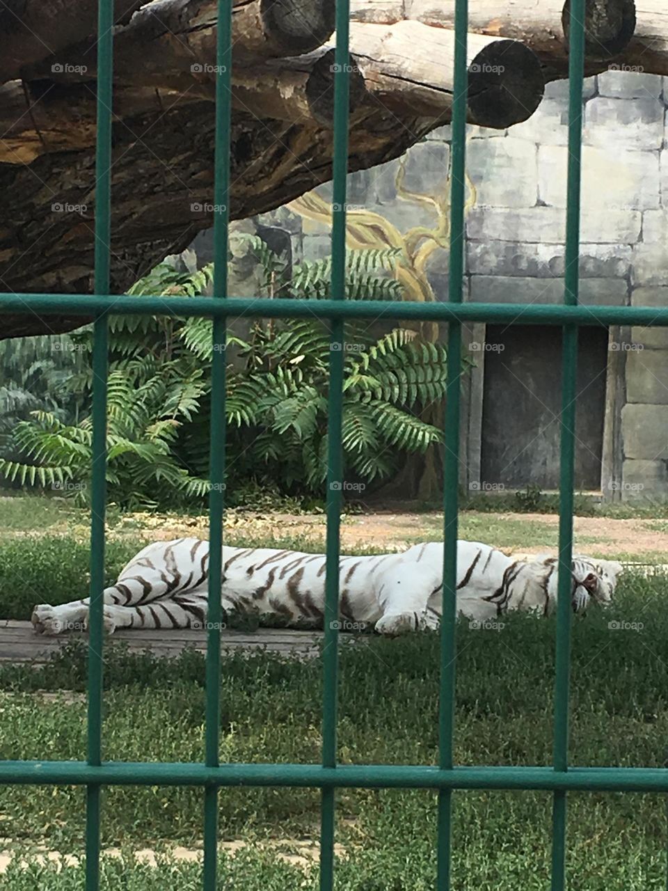 White tiger 