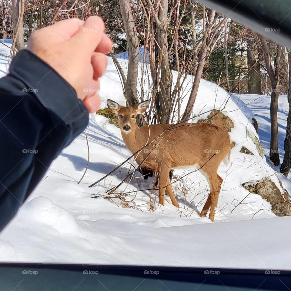 Wild deer in the snow