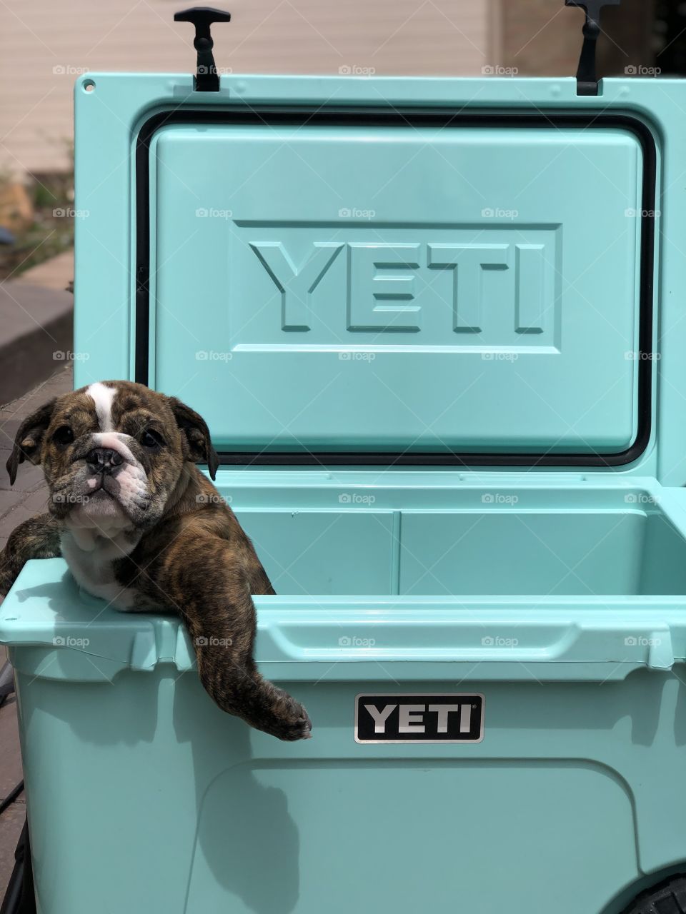 Yeti puppy