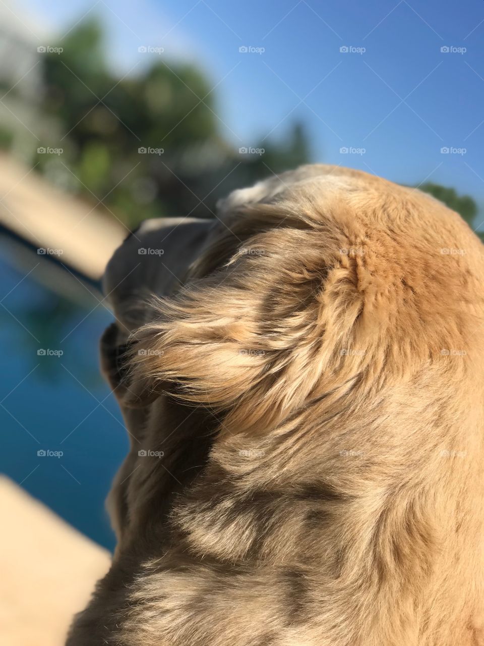 Dog staring peacefully