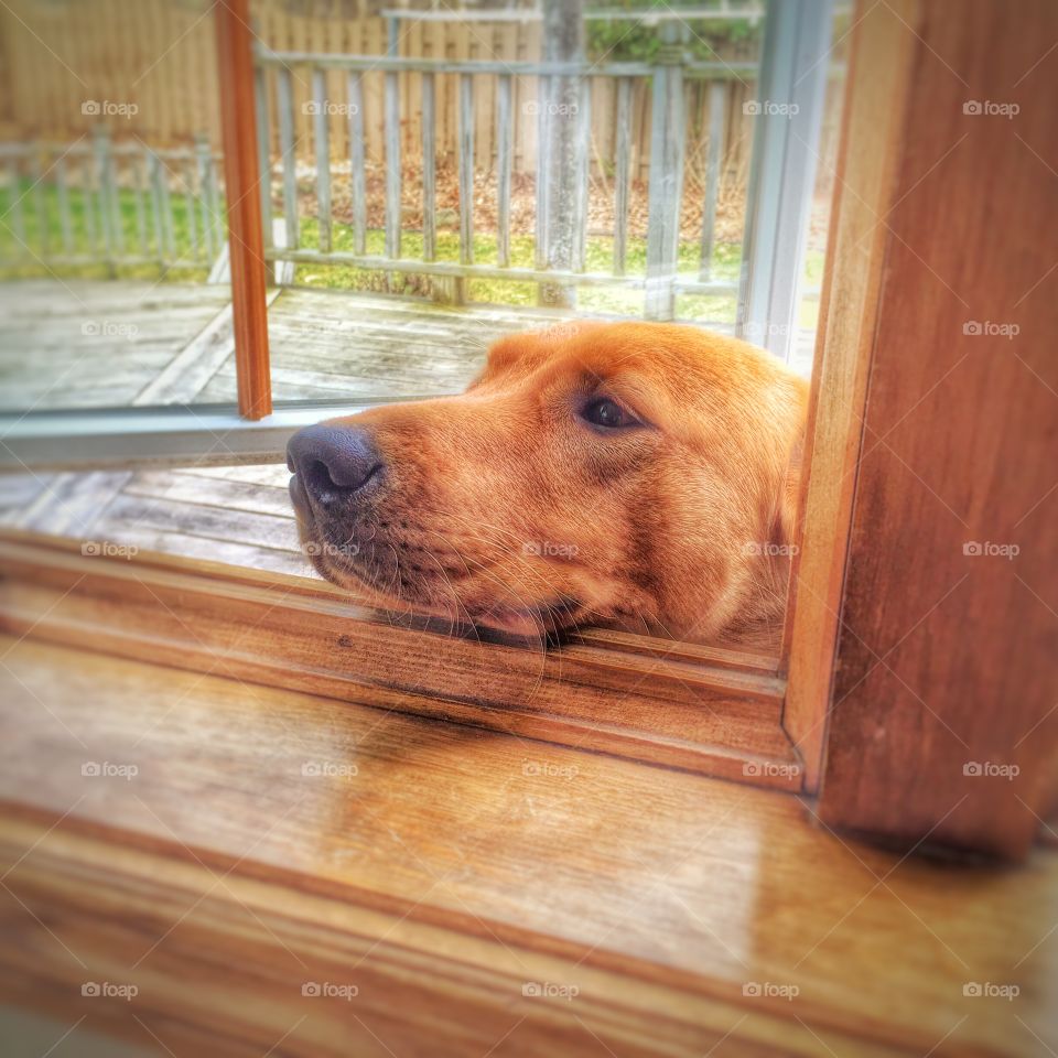 Dog in the Window 