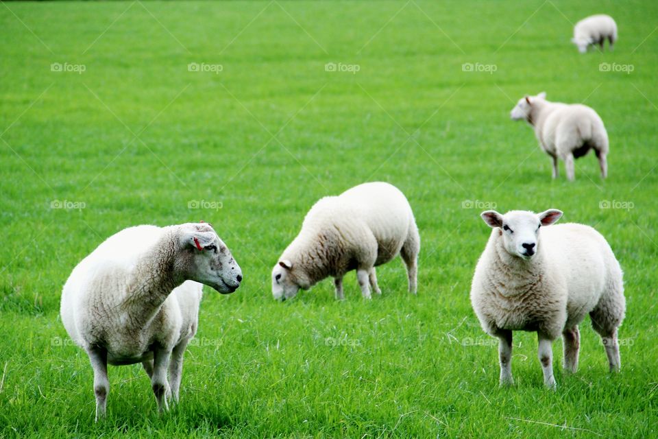 Sheep of Scotland
