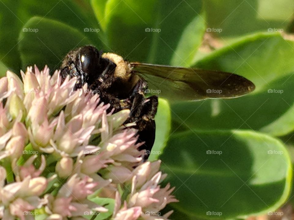 bee in late summer