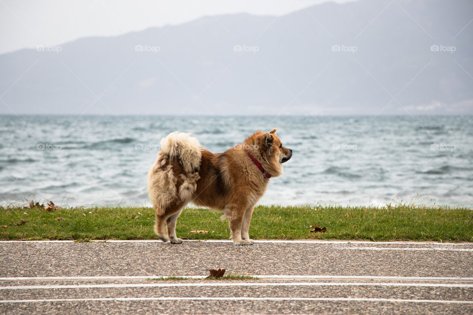 big brown dog from side standing aside sea