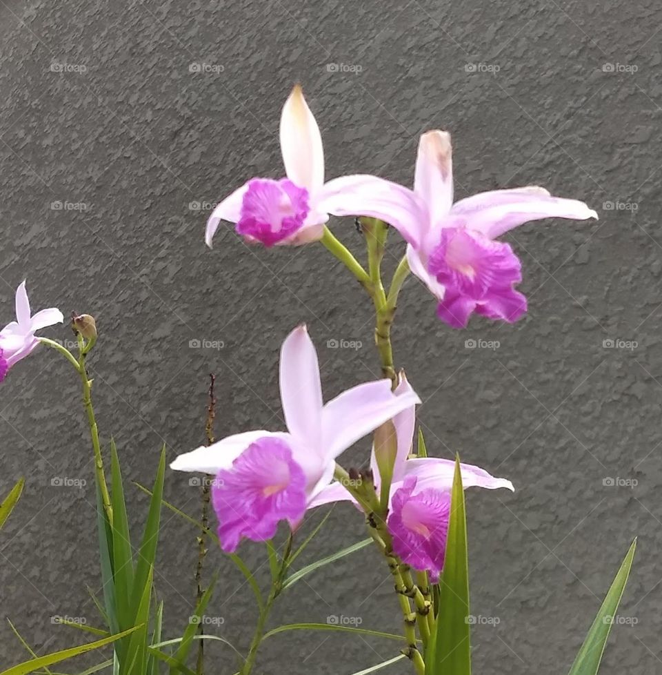 pink Orchids