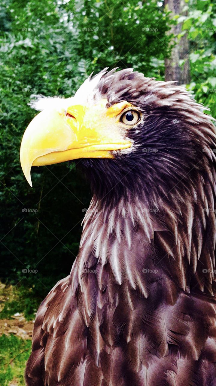Beautiful Czech bird in Prague Zoo