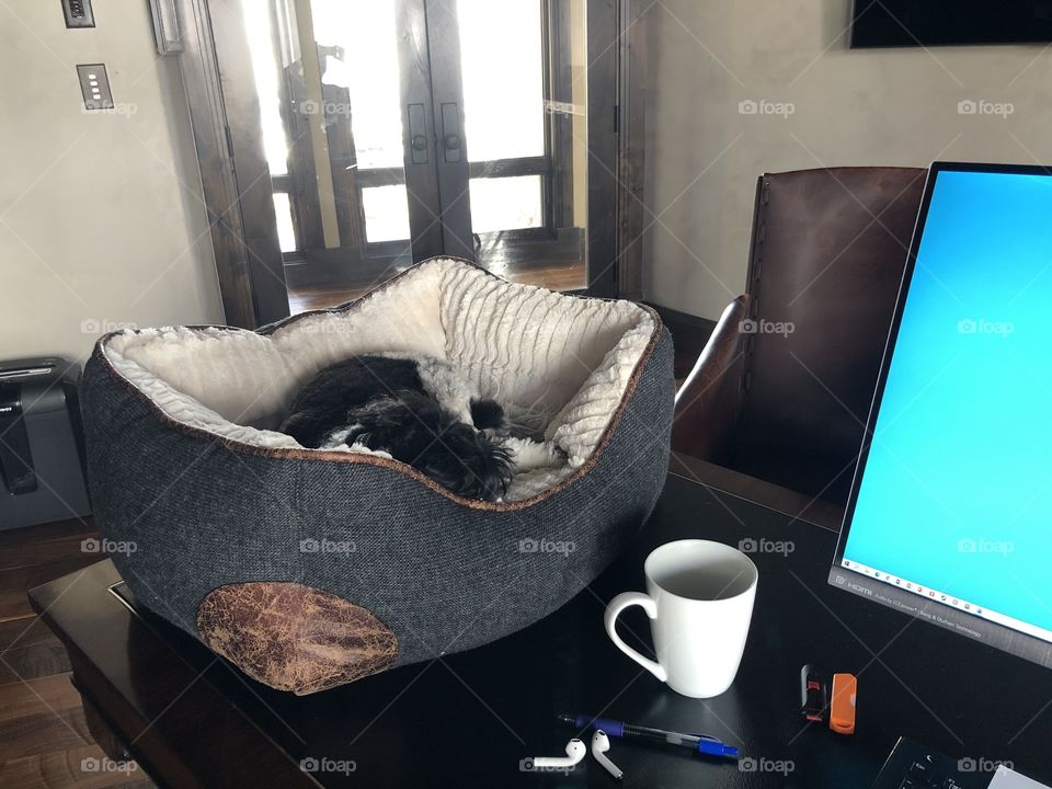 Work, dog, coffee 
