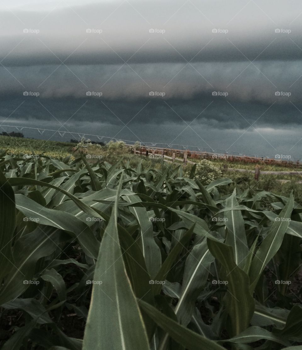 Corn before the storm. Cornfield June 2015