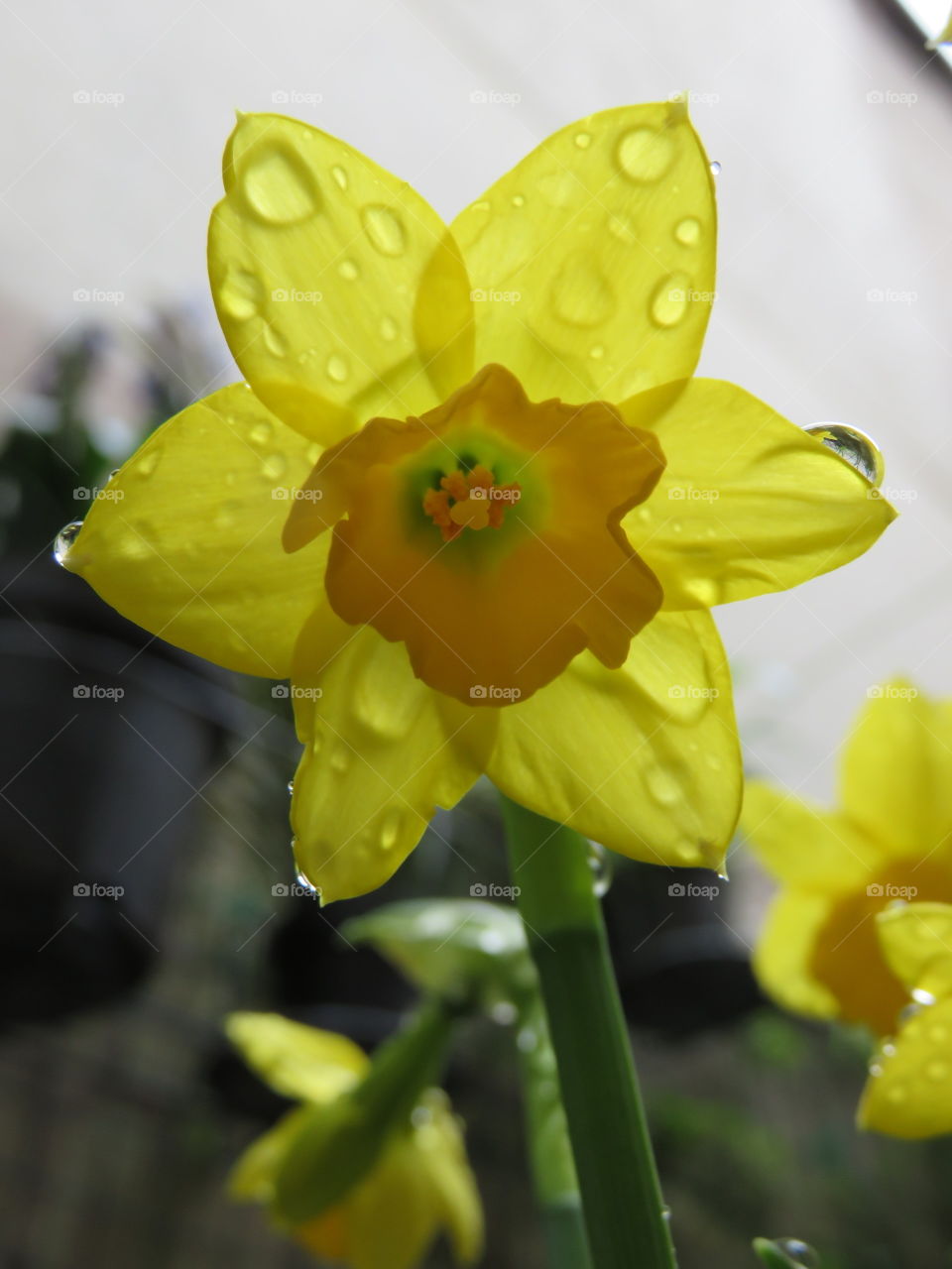 Spring daffodil