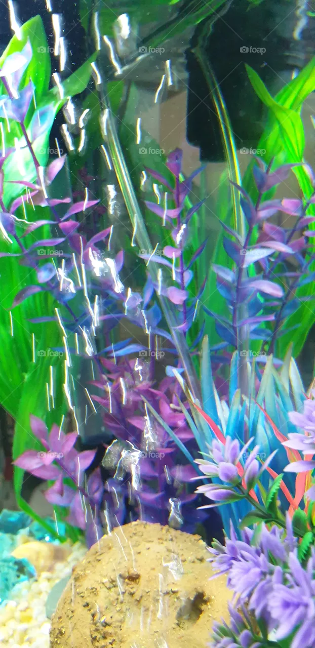 aquarium