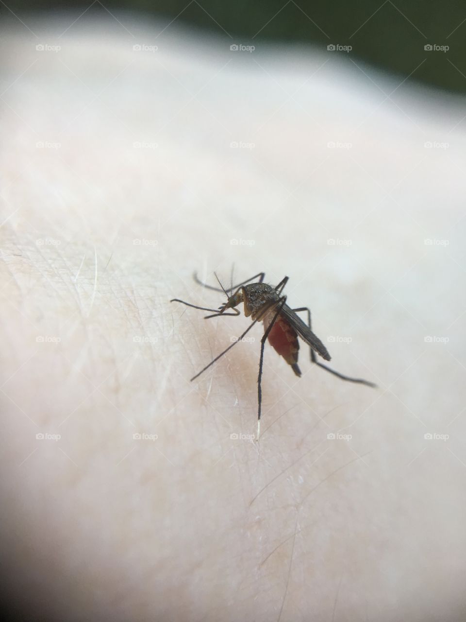 Mosquito eating dinner