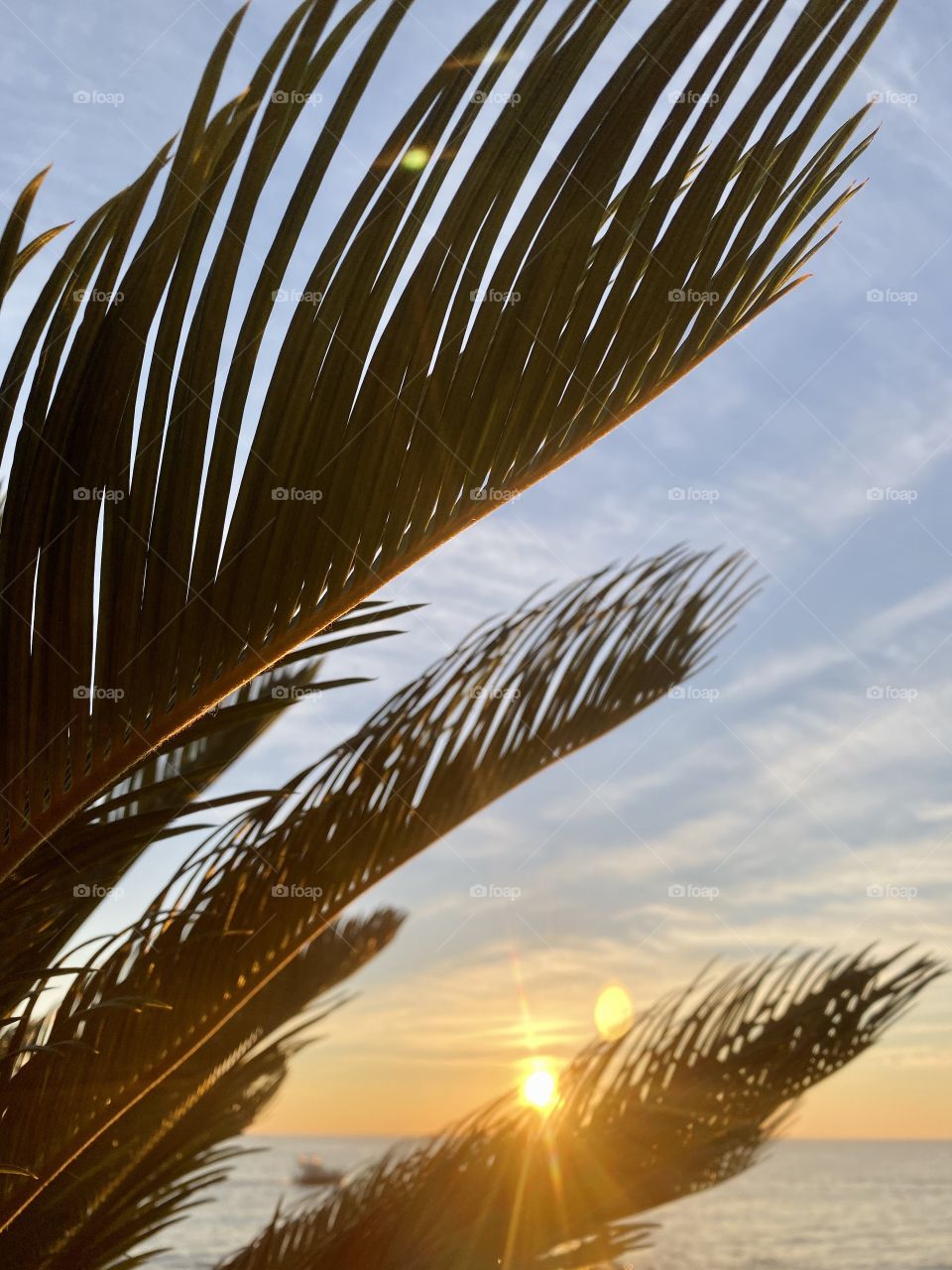 Sea ​​sunset and palm leaves in the foreground