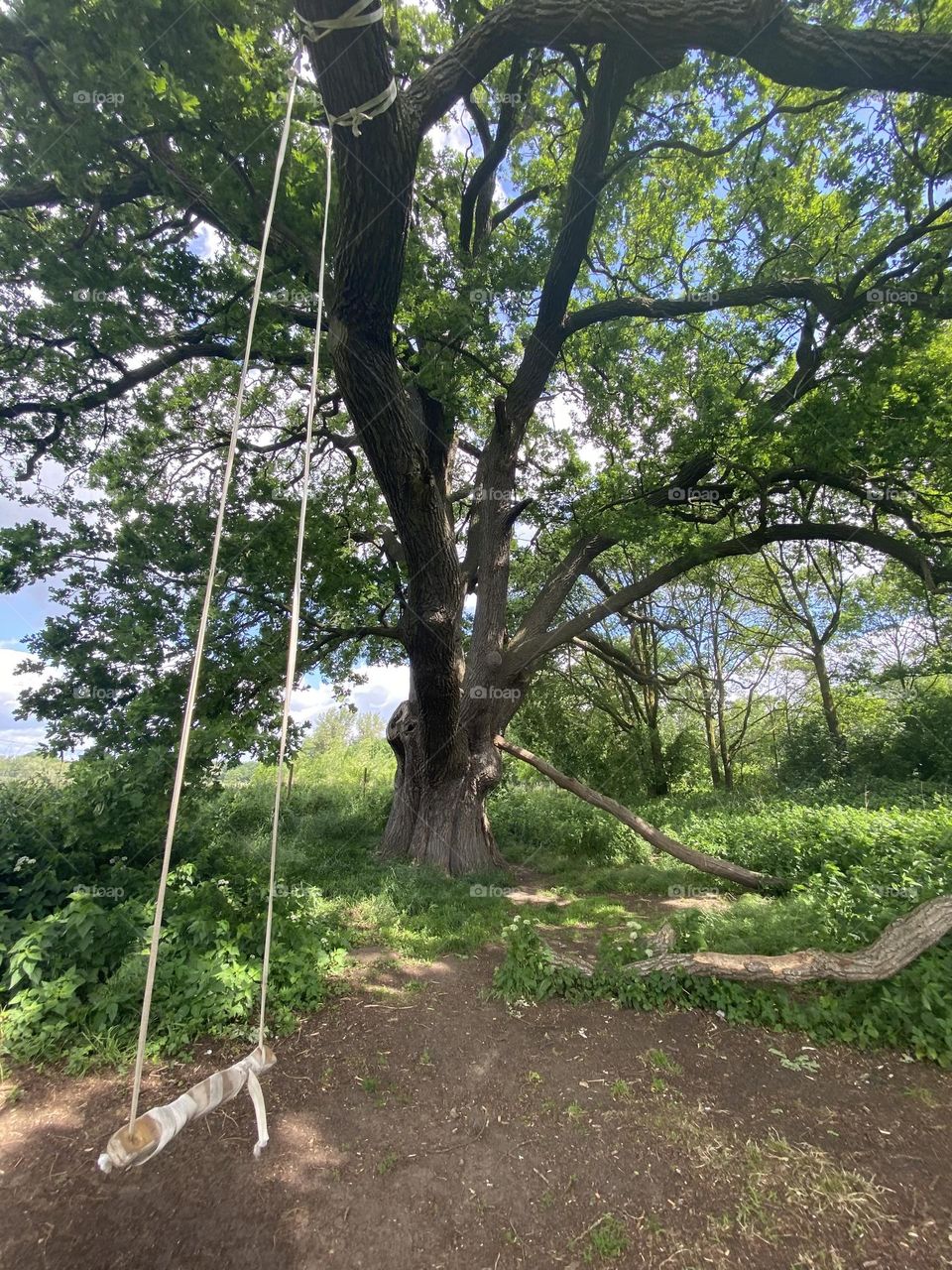 Old oak with swing 