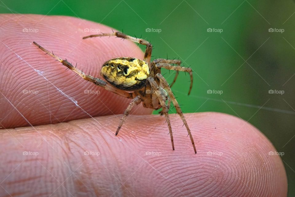 Spider on the hand