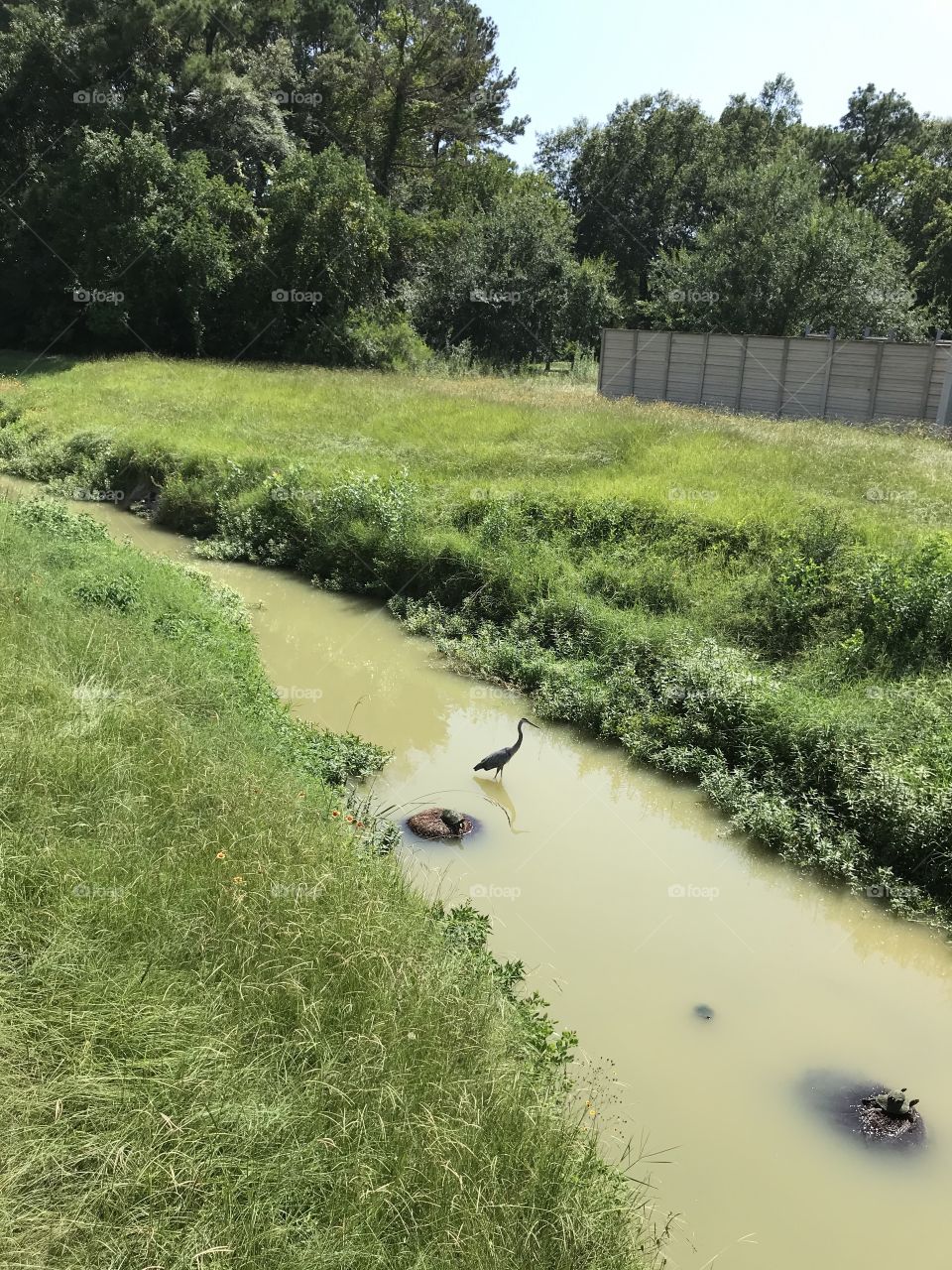 Bird and turtles in creek