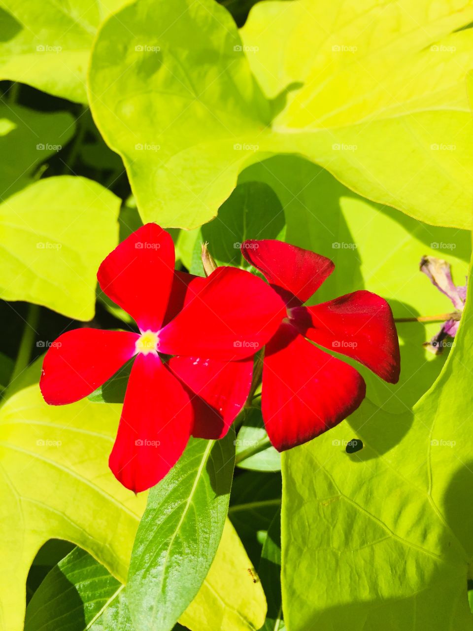 Beautiful colorful flower 