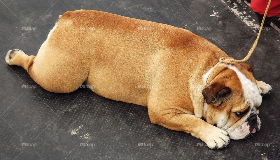 dog brown bulldog