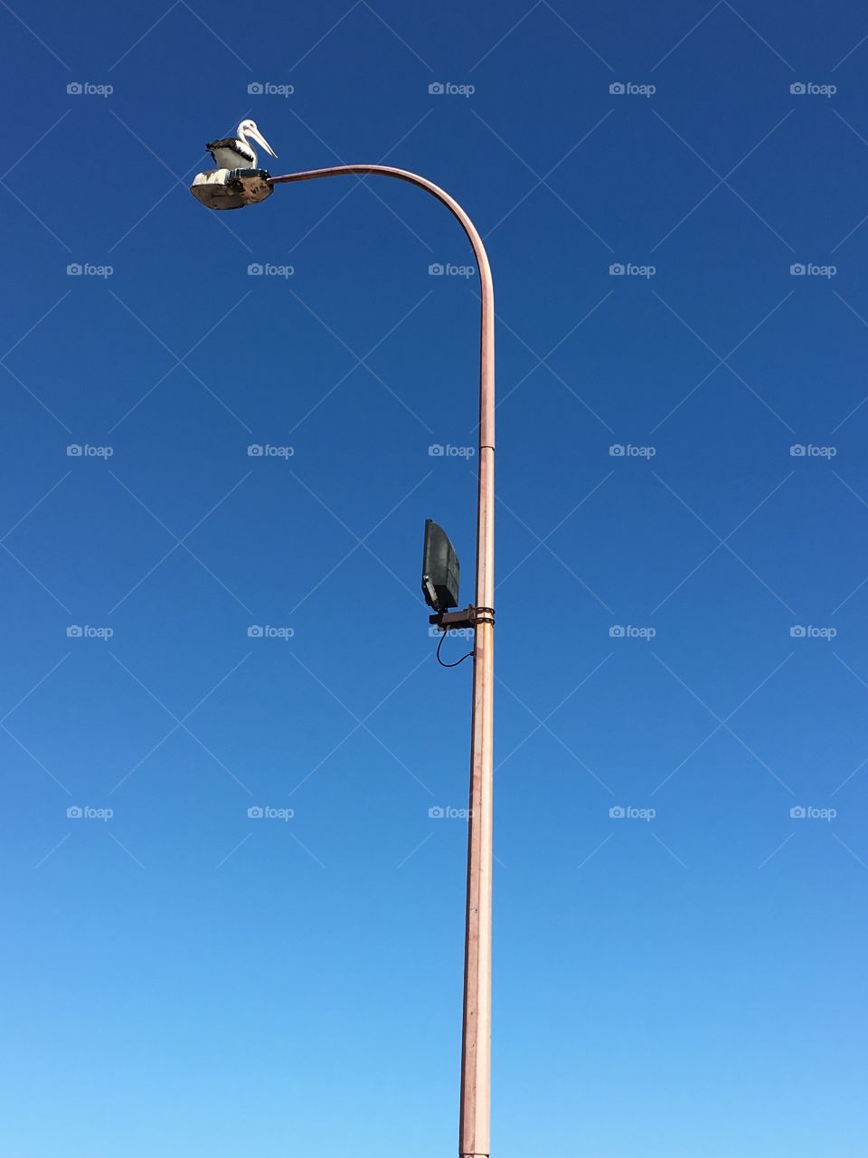 Set your sights high! As this pelican does who doesn't miss a thing when the fishermen come in, sitting atop a high lamppost at the harbour 