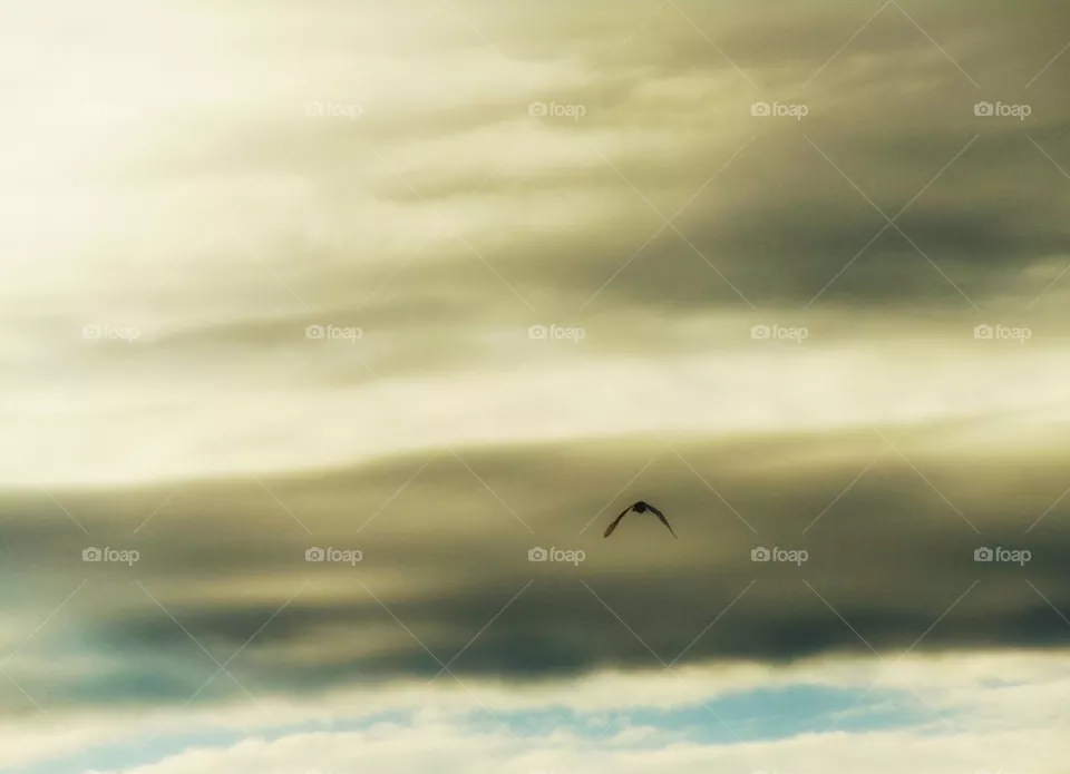eagle