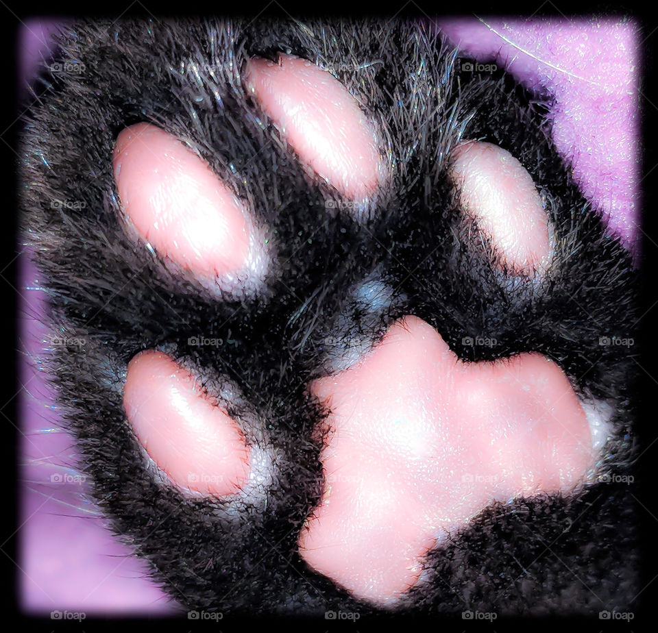 Kitten Paw 3