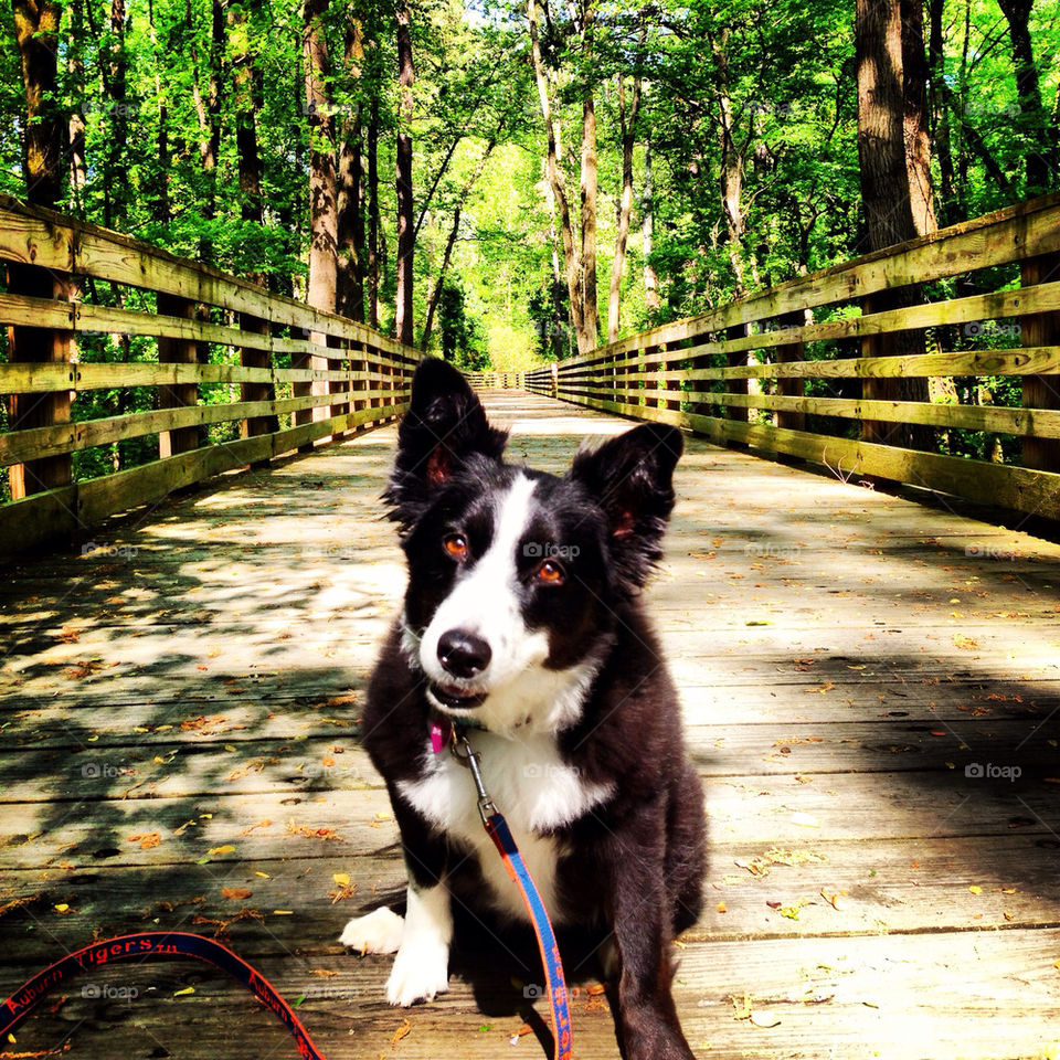 Bhindi ready for her walk