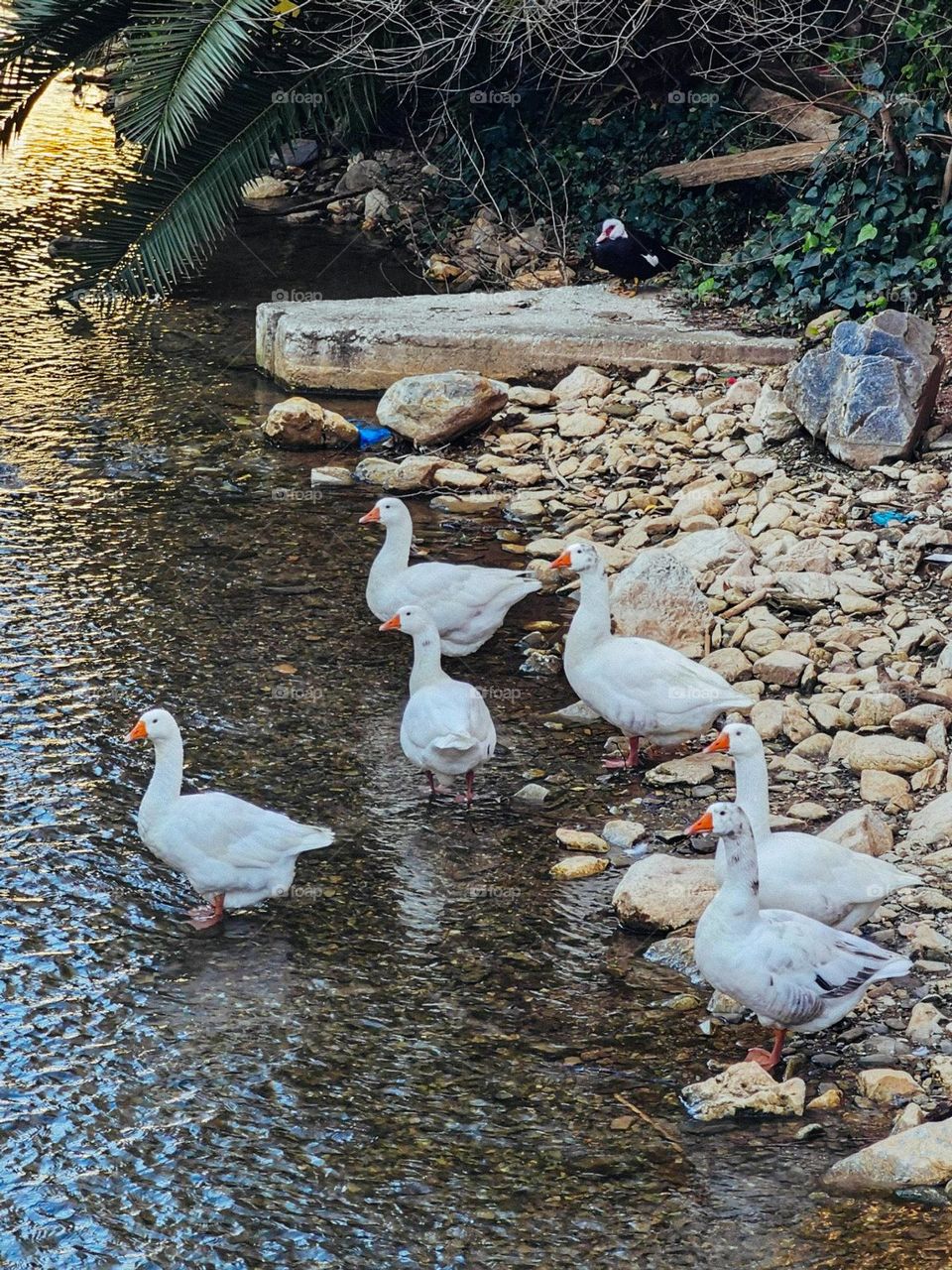 Flock of geese in the water