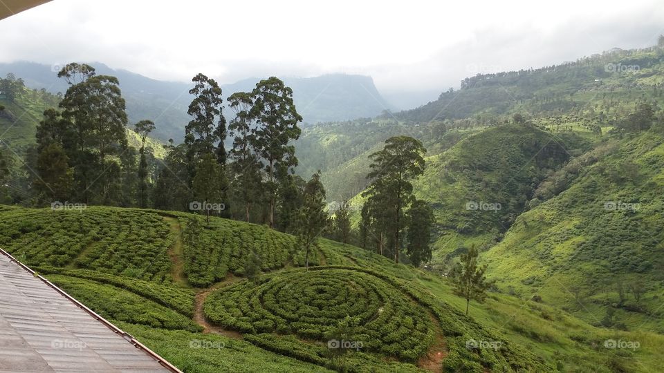 mountain images with tea tree pattern