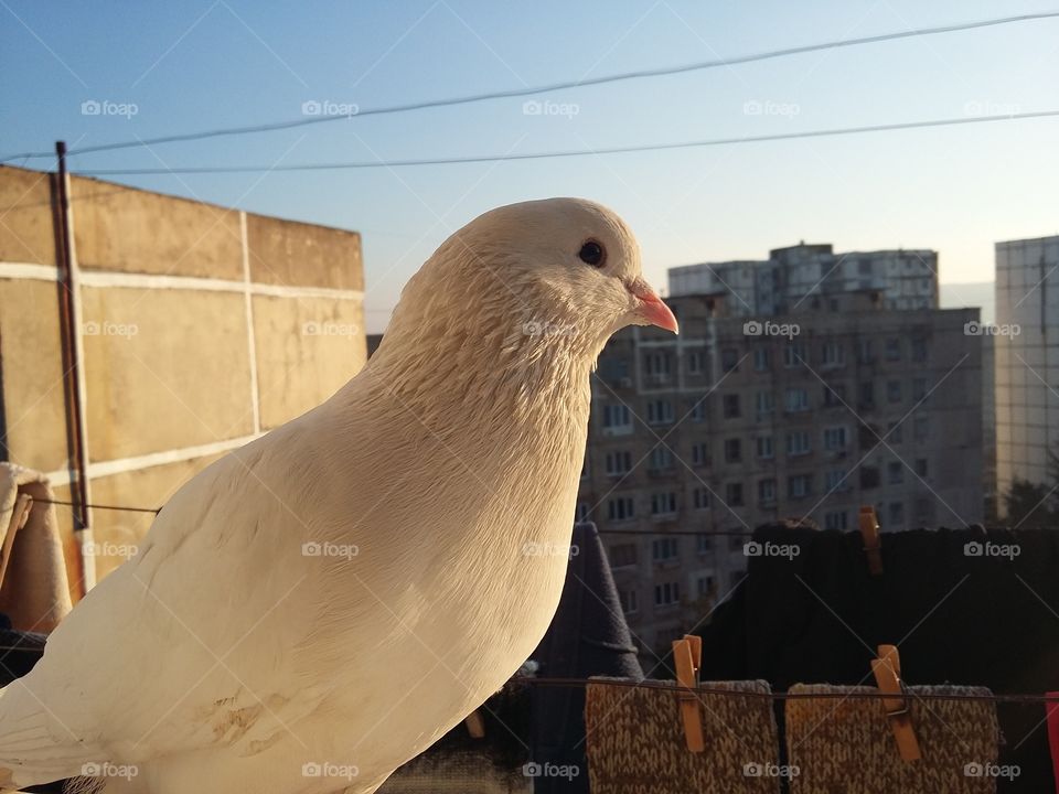 Pigeon 12