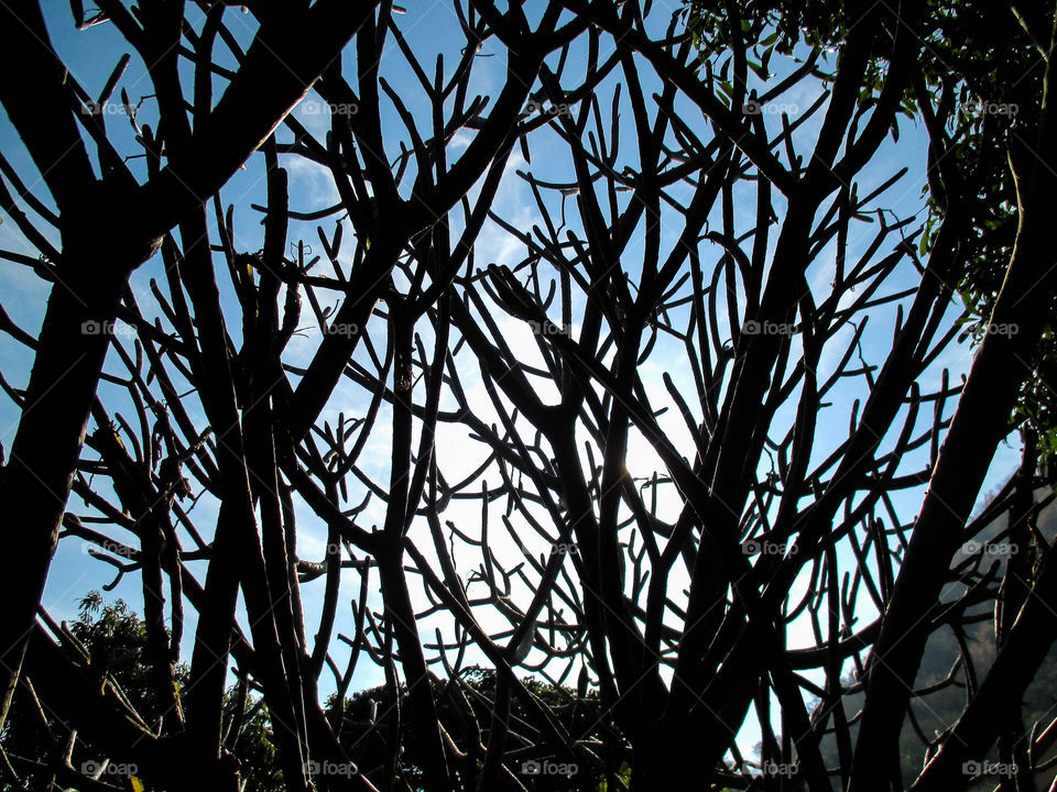 Frangipani tree branches. Frangipani tree branches in silhouettes shot
