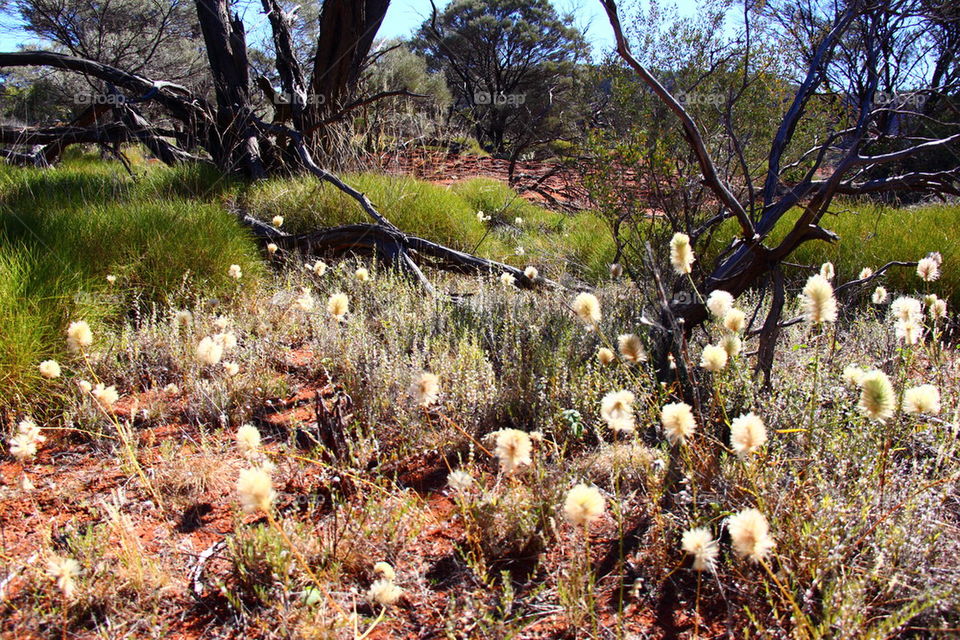 Palm Valley, Australia
