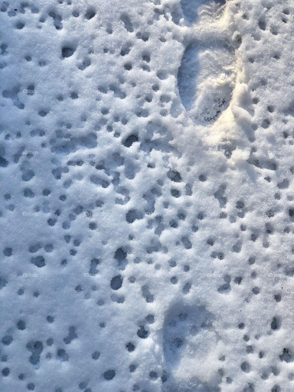 Overhead view of "Footprints and Water Drops" imprinted in the hard, textured snow covering the ground. The melting snow and ice drips from trees onto the ground, making little holes in the snow. 